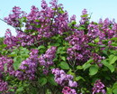 یاس خوشه ای